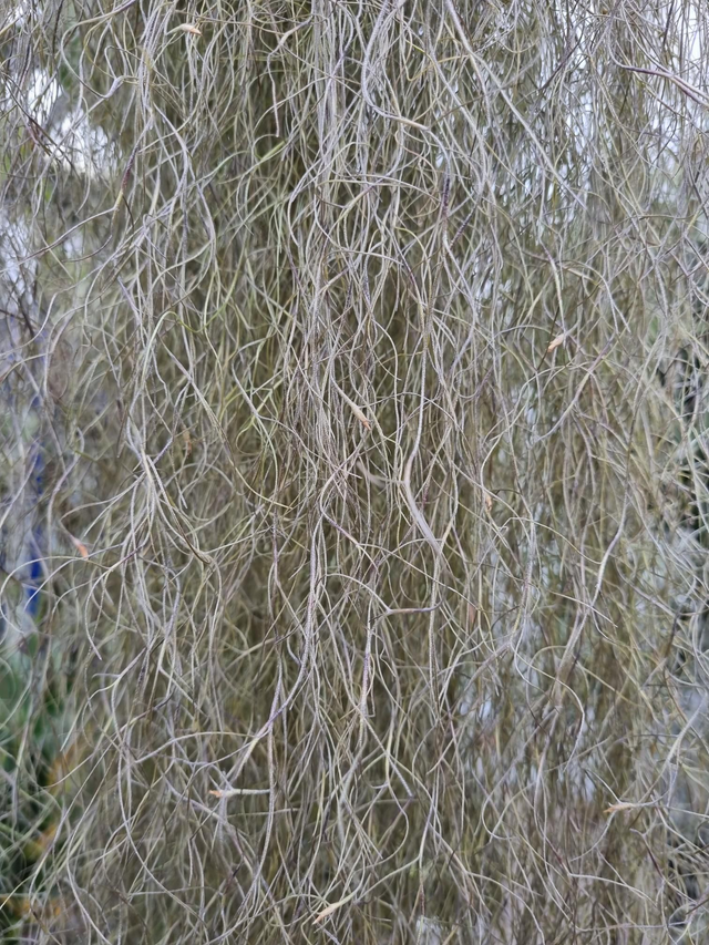 Tillandsia usneoides vert feuilles fines