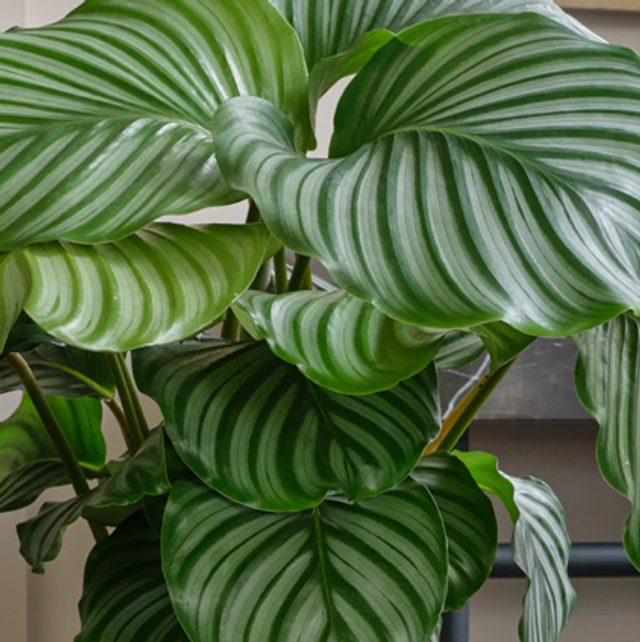 Calathea Peacock Plant (store collection only at checkout)