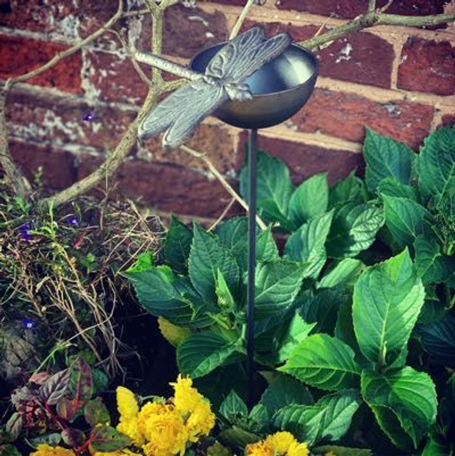 Dragonfly Rain Catcher 