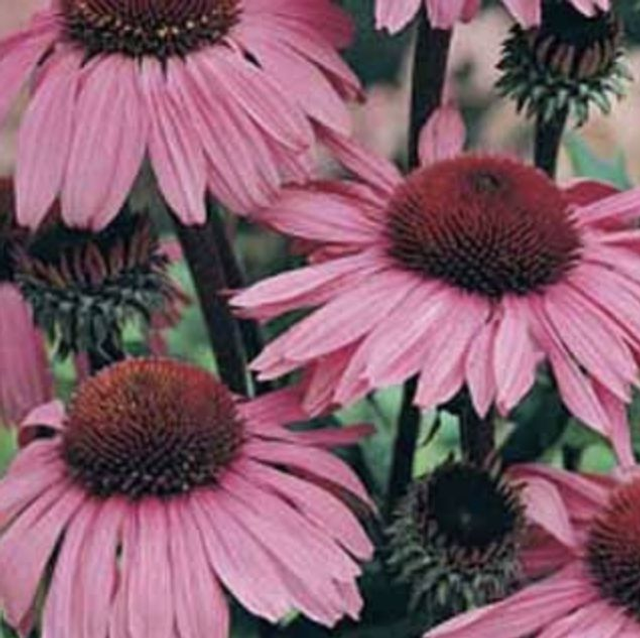 Echinacea Bravado