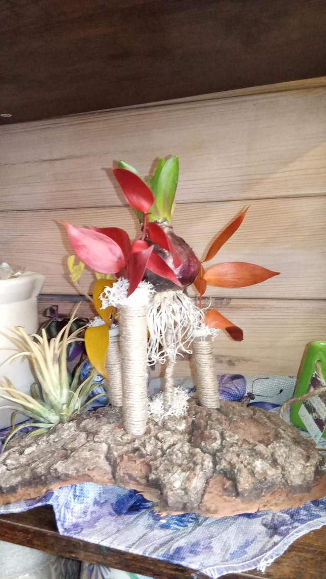 Tillandsia jacinthe sur écorce + bougie 