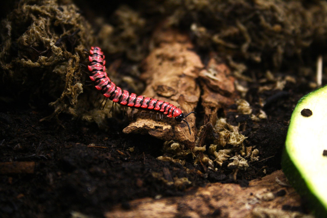 Antheromorpha uncinata