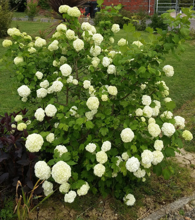 viburnum opulus snowball - 1ltr pot