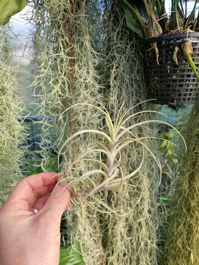Tillandsia incarnata