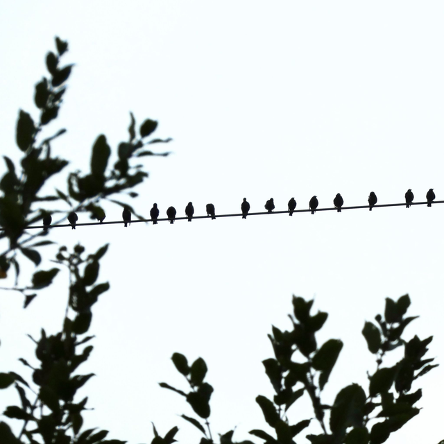 &#039;Starling row&#039;