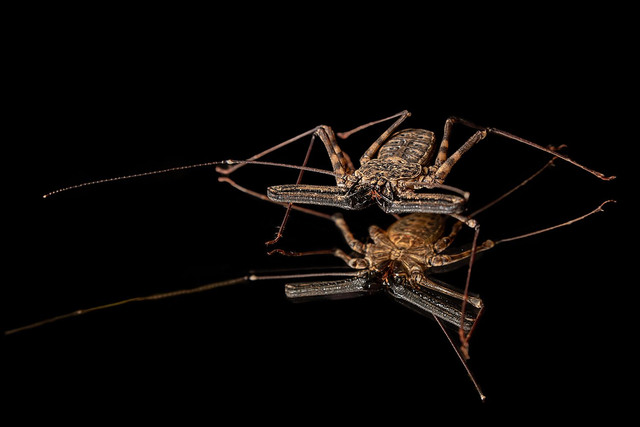 Geißelspinne - Querformat