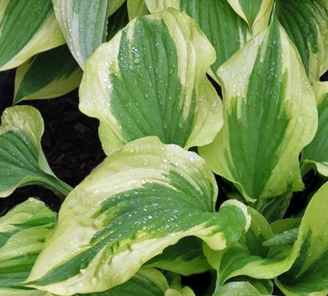 Hosta 'Silk Road' 1 litre