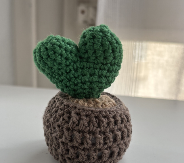 Mini pot cactus