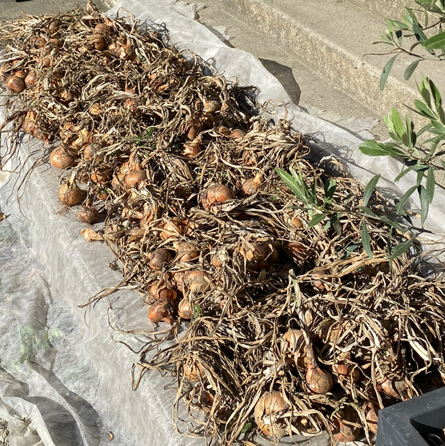 Oignons jaunes sac de 5kg 