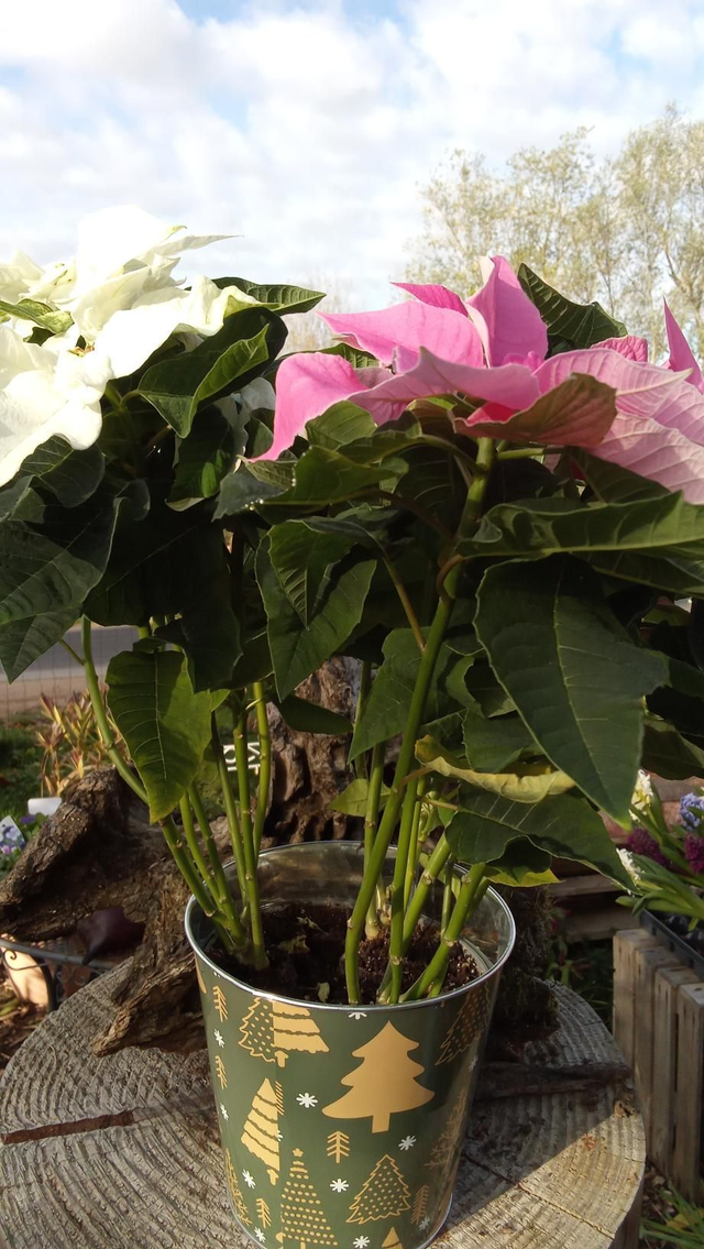 Poinssetia 2 couleurs (étoile de Noël) avec cp