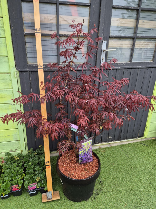 Erable Trompenburg pot 33cm