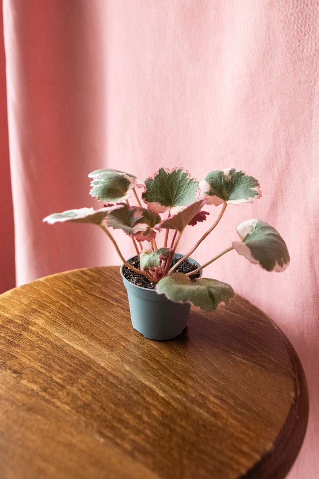 Saxifraga Tricolor 🌿