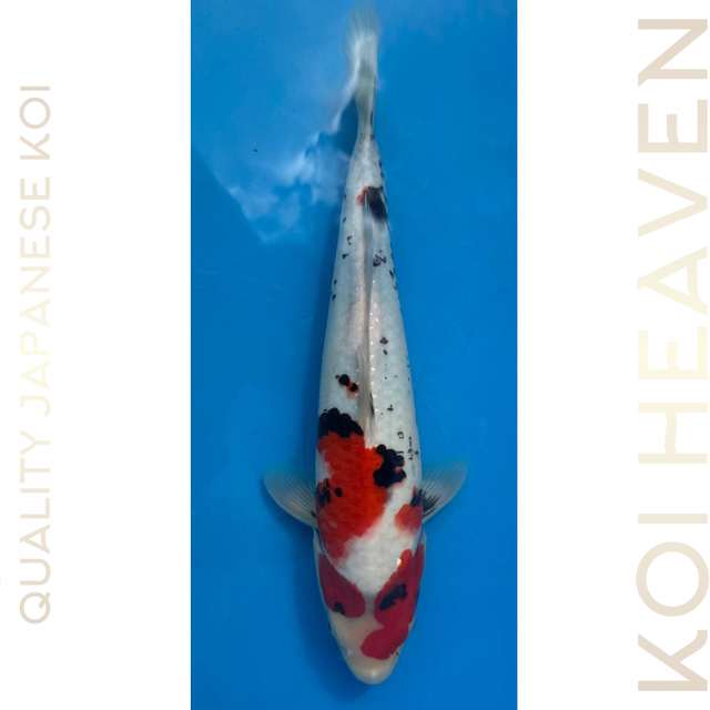 Dainichi koi farm Showa Tosai 36cm