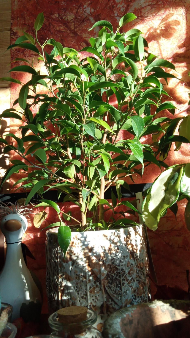 FICUS POT 10 CP AUTOMNE CERA