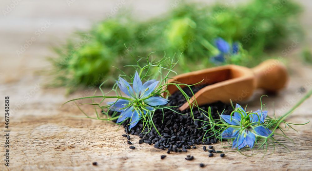 HV Nigelle bio (Nigella sativa)