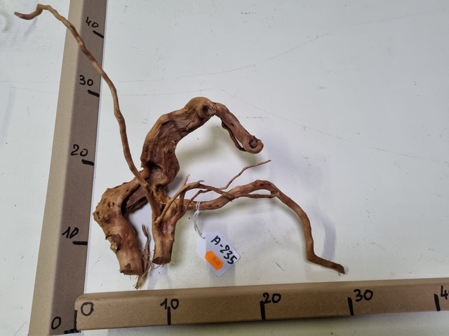 Racine araignée A-235