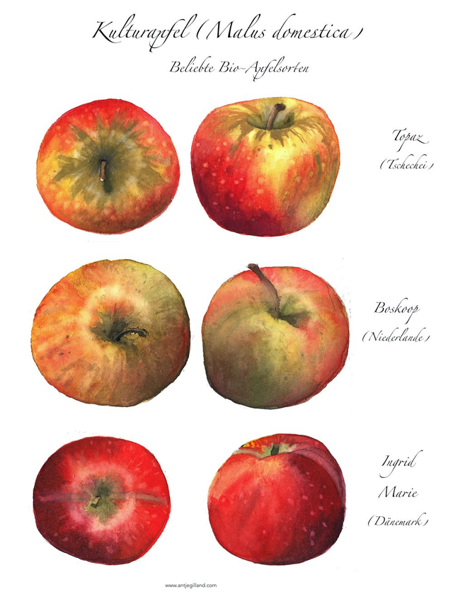 Beliebte Bio-Apfelsorten - Kunstdruck in A4