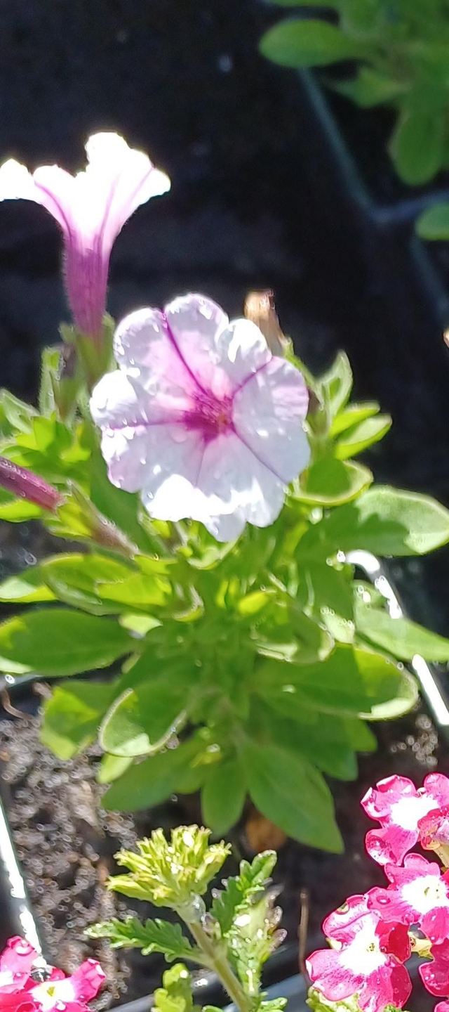 Petunia Bubbles Butterfly