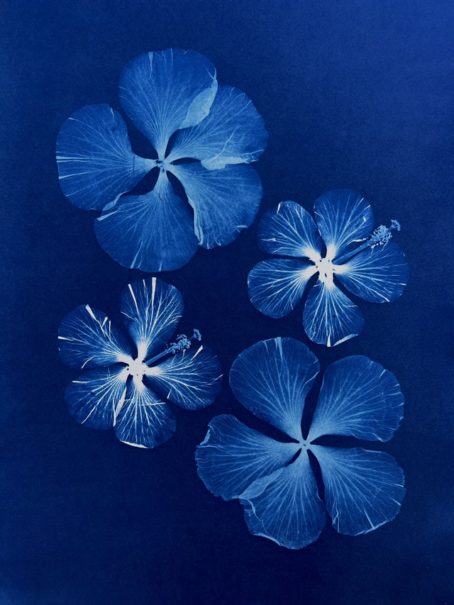 &quot;Symphonie d&#039;hibiscus&quot; Cyanotype original