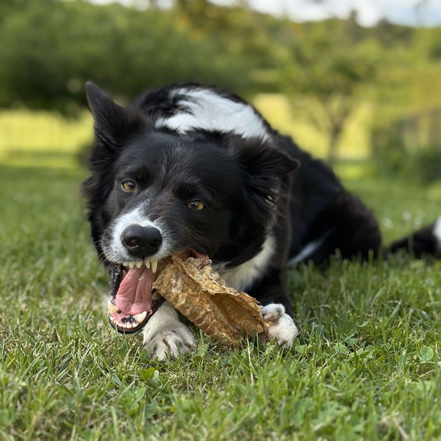 Trachées de Boeuf 15cm