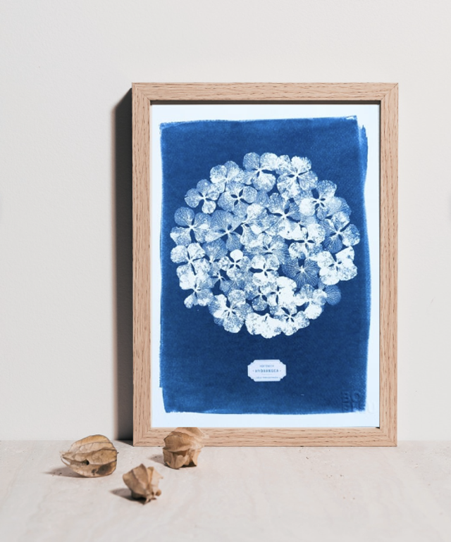 Cyanotype Hydrangea (A4 21x29,7 cm) - n°297 - sans cadre