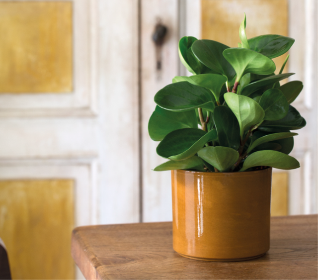 K16 . Cilindro Clizia