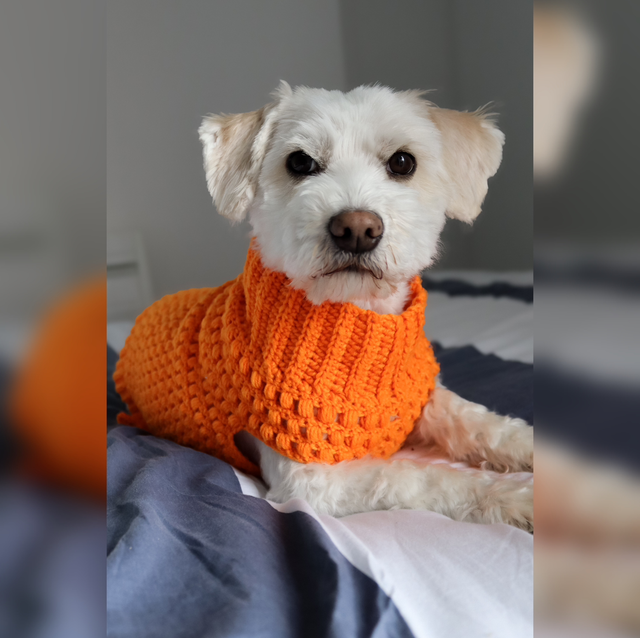 Pull pour chien (sur mesure)
