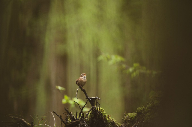 Le petit chanteur d'opéra