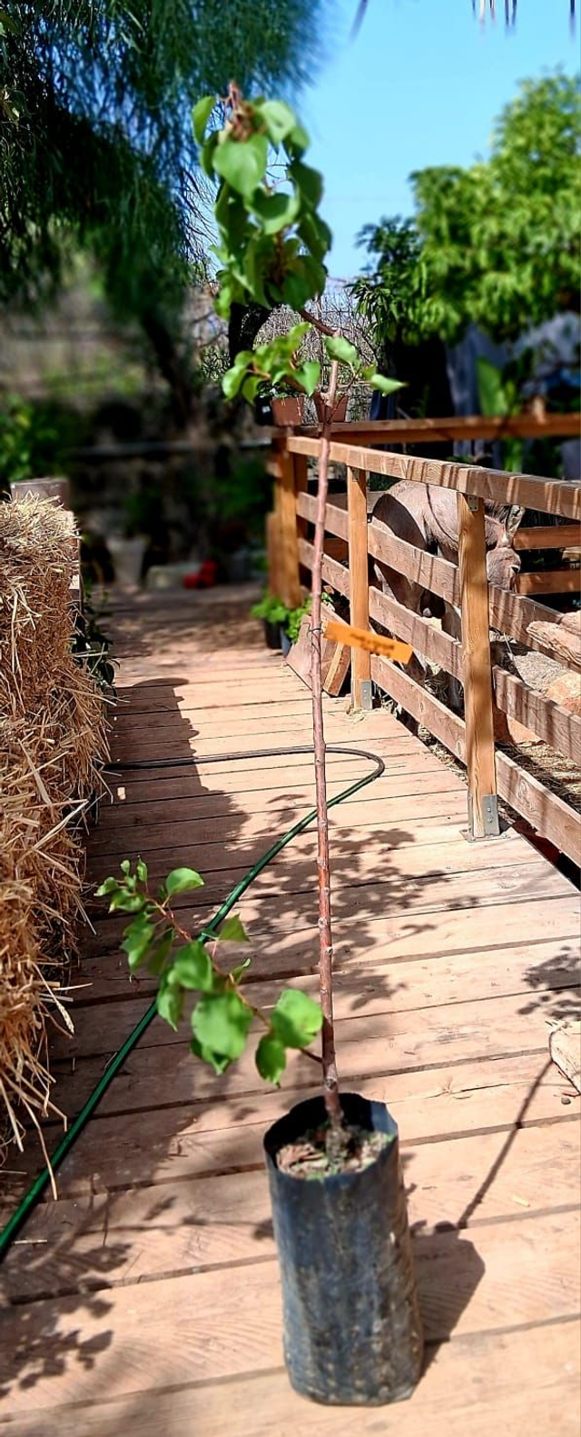 N29 . Albicocco variante Faralia