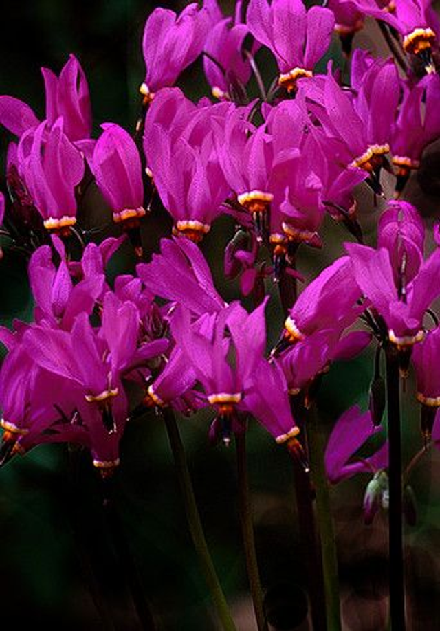 Dodecatheon pulchellum 'Red Wings' 9cm 