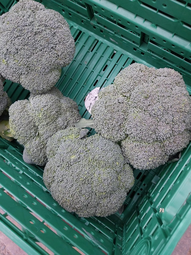 Broccoli