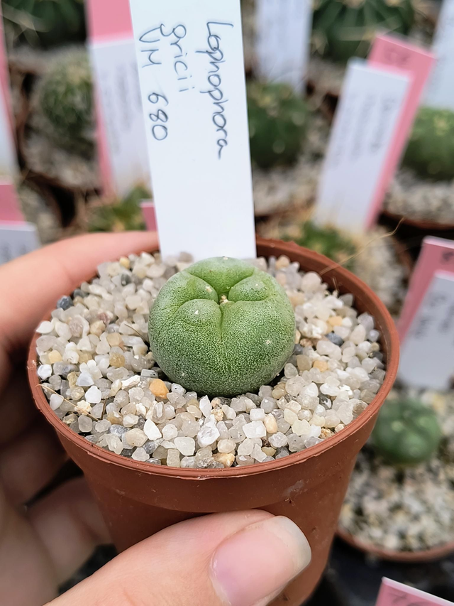 Lophophora fricii VM 680