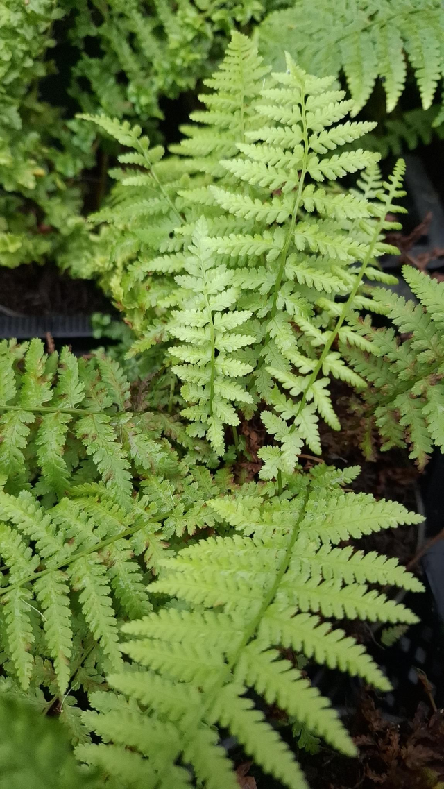 Polystichum braunii 1 litre