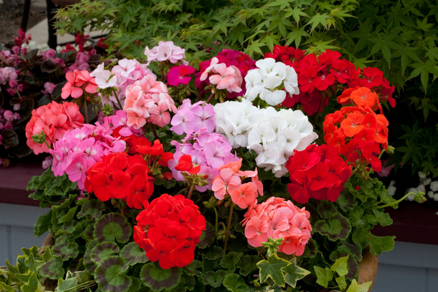 Geranium (Mixed Horizon) - Tray of 6 plants