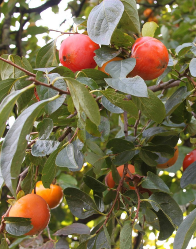 KAKI Muscat - Collection DELBARD