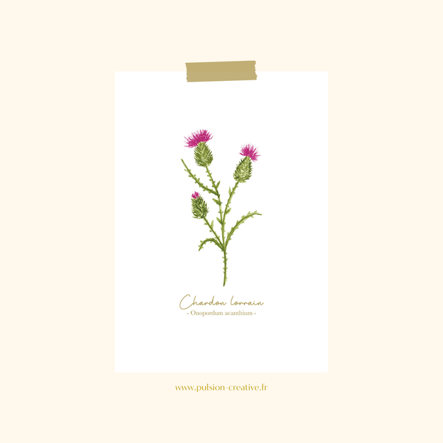 Carte postale aquarelle - Chardon lorrain