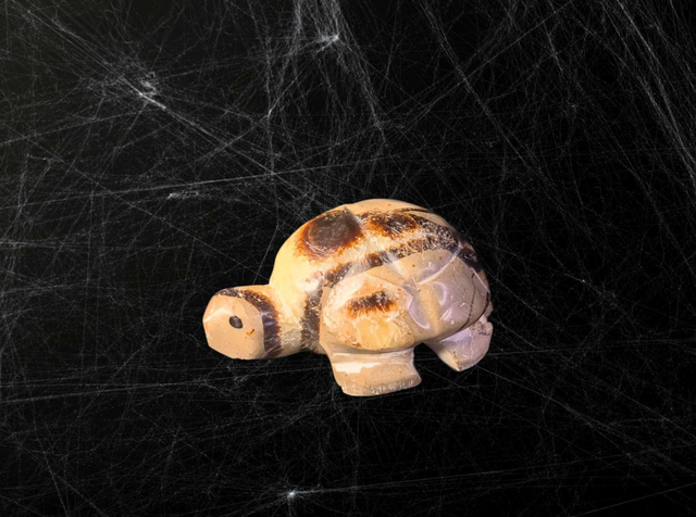Tortue Septaria