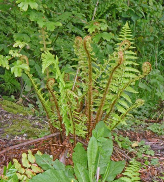 Dryopteris affinis - Golden Scale Male Fern plug