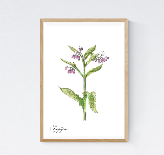 Consoude, Symphytum officinalis