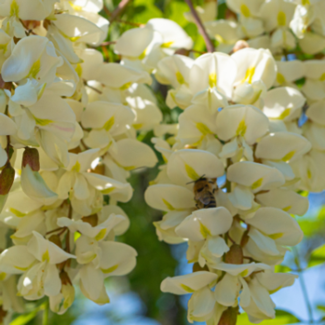  FLEUR D&#039;ACACIA GALET FONDANT
