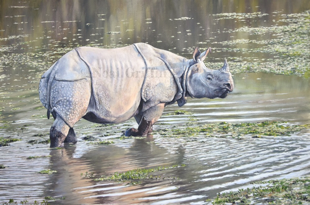 ‘One Horned Rhino’ Giclee print 