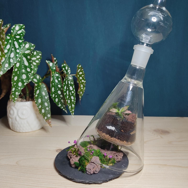 Vase Terrarium *