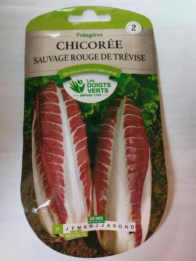 Chicorée Sauvage rouge de Trévise