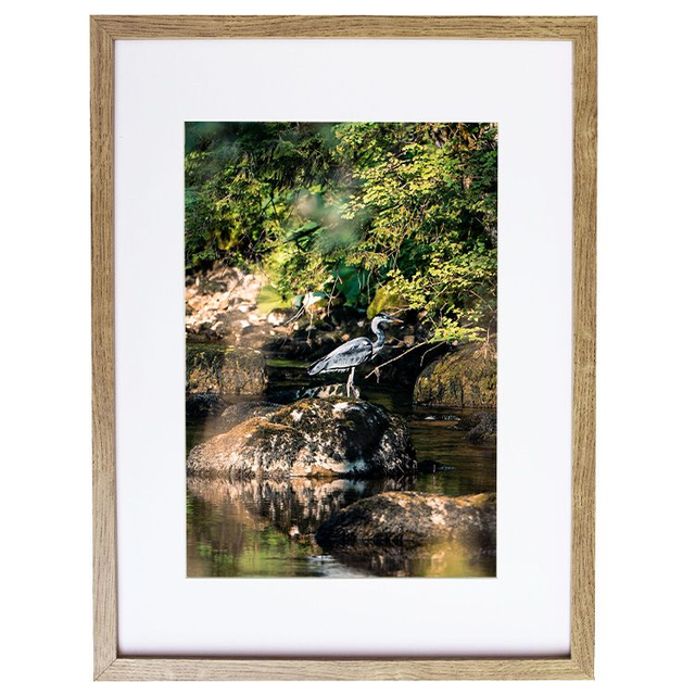 Héron Cendré - Faune