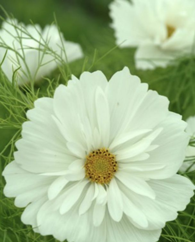 Cosmos Fizzy White 