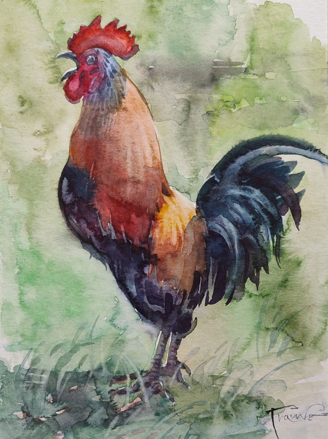 Kogut, 35x28 (24x18 w świetle passe-partout) akwarela