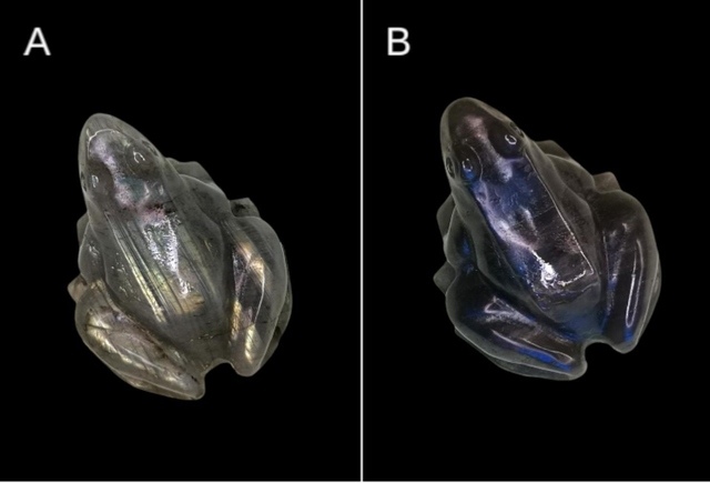 Grenouille labradorite 
