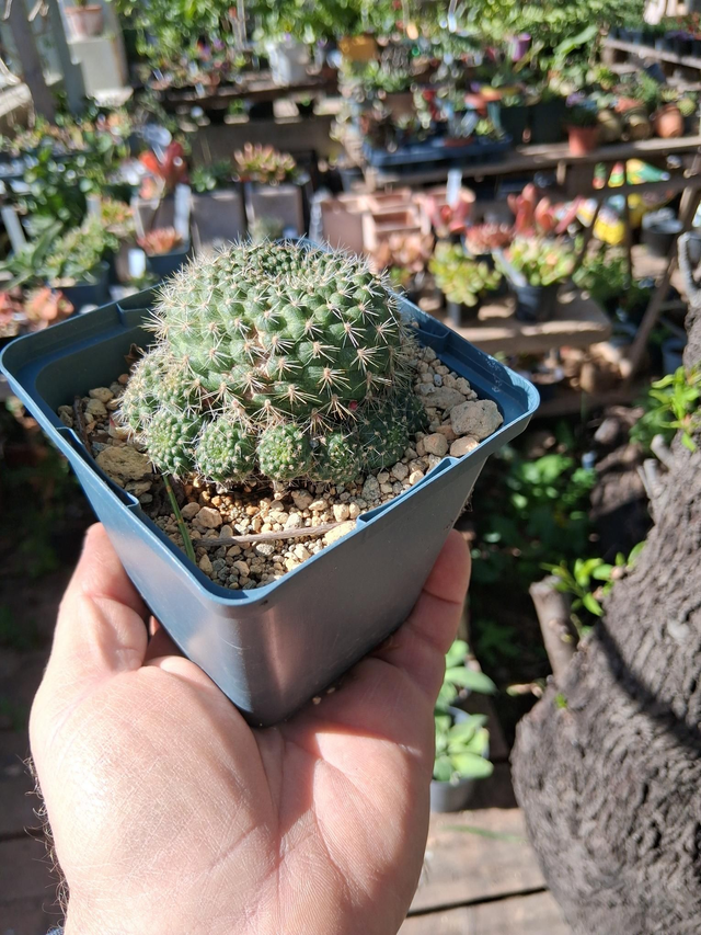 D189 . Mammillaria geminispina, vaso 10x10