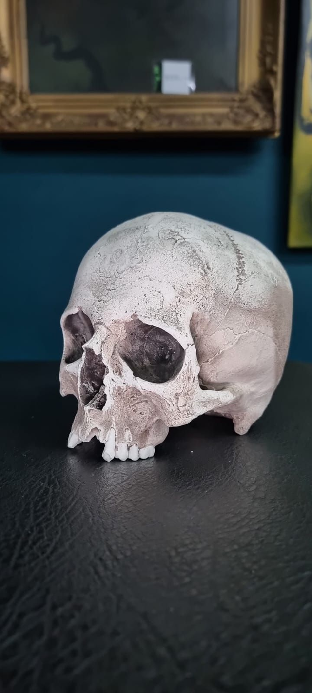 Schädelreplikat, lebensgross