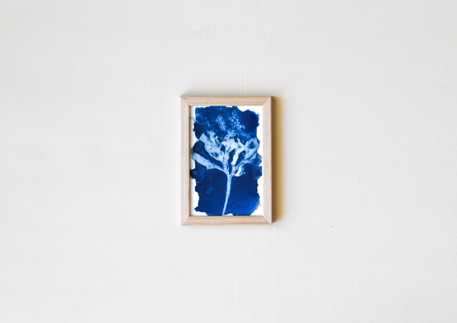 Algae - Evanescens - 10 x 15 cm